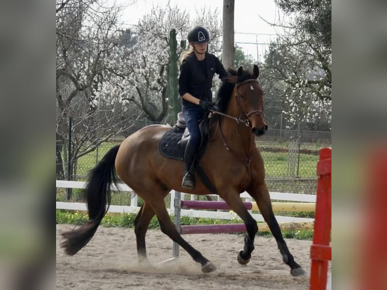 Zangersheider Wallach 7 Jahre 177 cm Rotbrauner in valencia