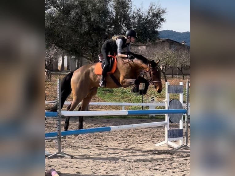 Zangersheider Wallach 7 Jahre 177 cm Rotbrauner in valencia