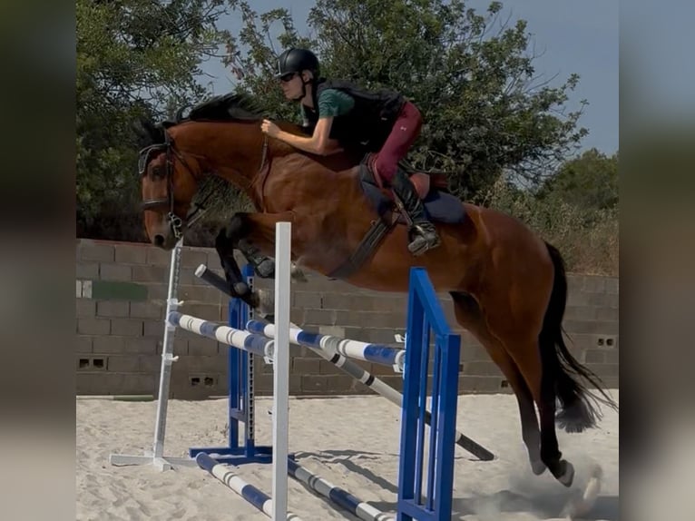 Zangersheider Wallach 7 Jahre 177 cm Rotbrauner in valencia