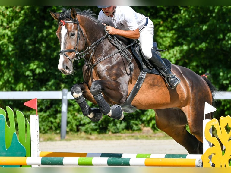 Zangersheider Wallach 7 Jahre 180 cm Dunkelbrauner in Budapest