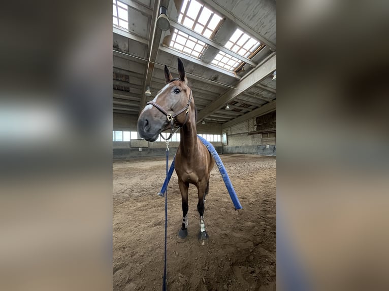 Zangersheider Wallach 7 Jahre 181 cm Brauner in Neuss