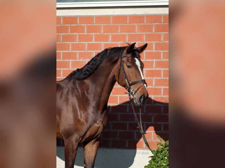 Zangersheider Wallach 7 Jahre 181 cm Brauner in Neuss