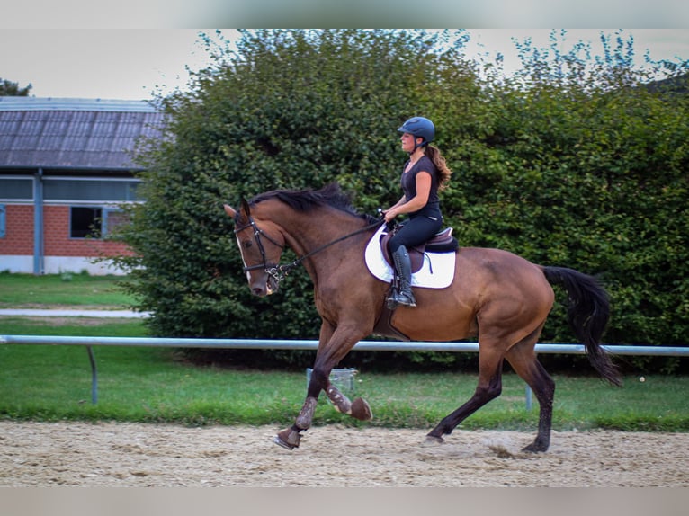 Zangersheider Wallach 7 Jahre 181 cm Brauner in Neuss