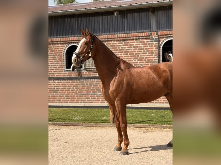 Zangersheider Wallach 7 Jahre 185 cm Fuchs in Unna Zangersheider Wallach 7 Jahre 185 cm Fuchs in Unna