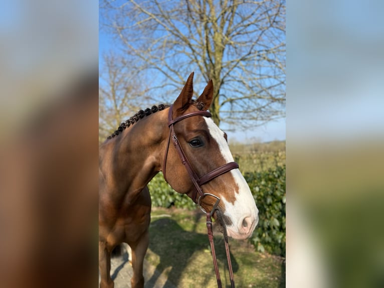Zangersheider Wallach 7 Jahre Dunkelfuchs in Visbek