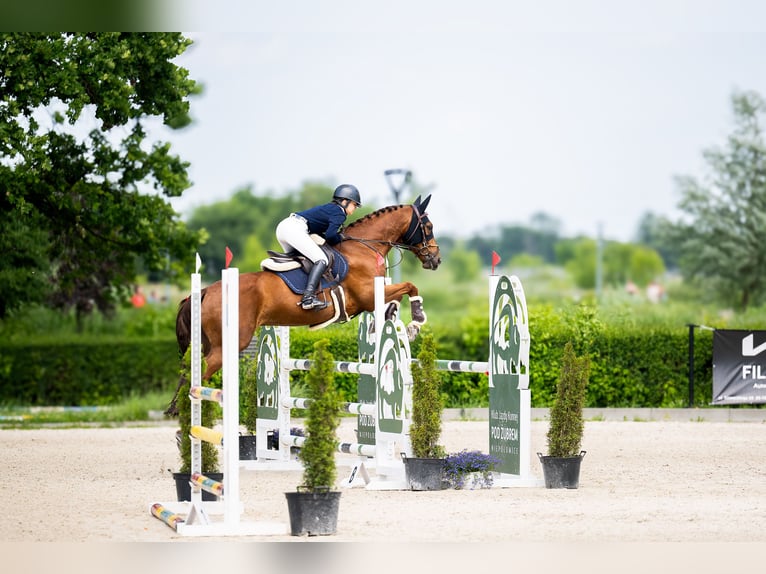 Zangersheider Wallach 8 Jahre 160 cm Dunkelfuchs in Kraków