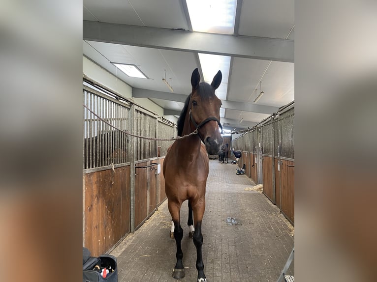 Zangersheider Wallach 8 Jahre 164 cm Brauner in Berlin