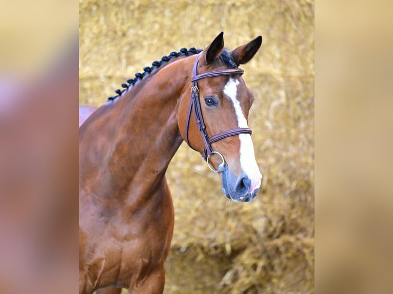 Zangersheider Wallach 8 Jahre 165 cm Brauner in Bladel