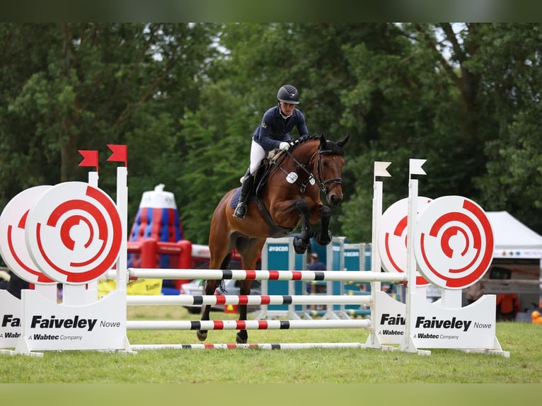 Zangersheider Wallach 8 Jahre 165 cm Brauner in Gronau (Leine)
