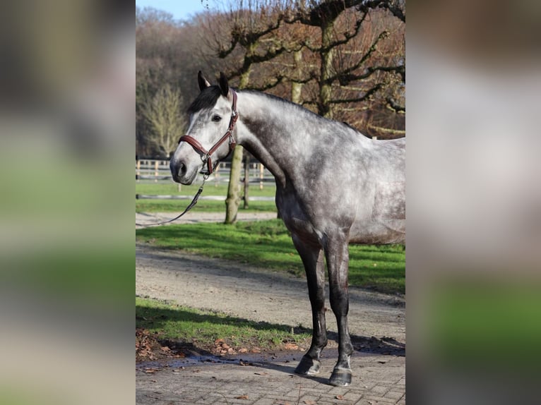 Zangersheider Wallach 8 Jahre 169 cm Schimmel in Eemnes