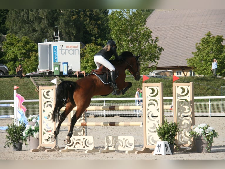 Zangersheider Wallach 8 Jahre 170 cm Brauner in Lausanne