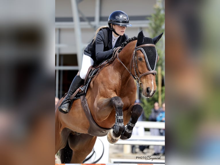 Zangersheider Wallach 8 Jahre 170 cm Brauner in Lausanne