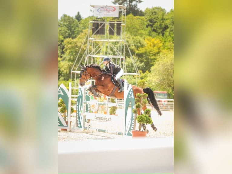 Zangersheider Wallach 8 Jahre 170 cm Brauner in Lausanne