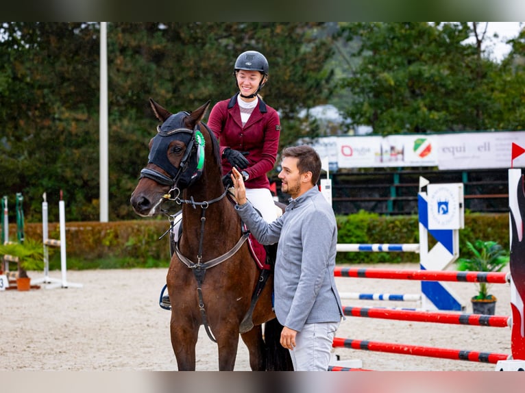 Zangersheider Wallach 8 Jahre 170 cm Brauner in Myślenice
