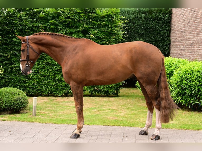 Zangersheider Wallach 8 Jahre 170 cm Fuchs in Bladel