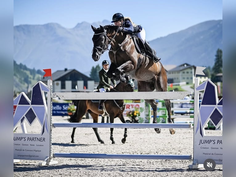 Zangersheider Wallach 8 Jahre 170 cm Rappe in Wiesendangen