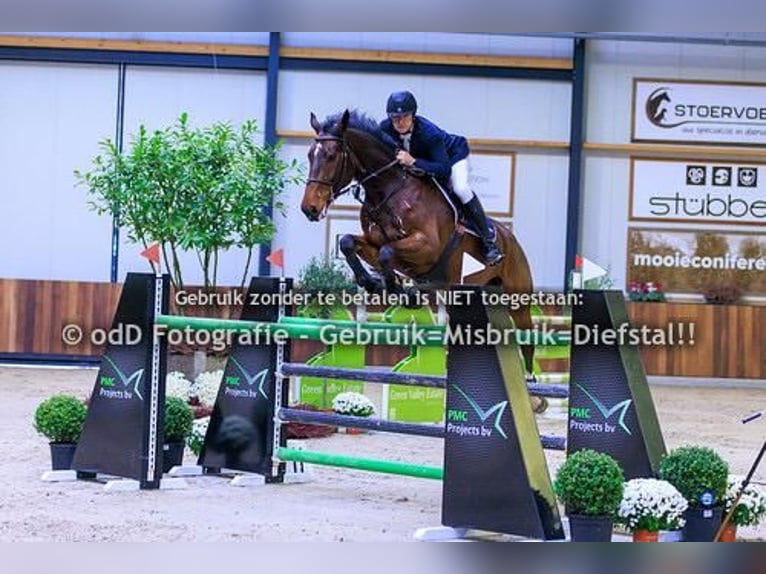 Zangersheider Wallach 8 Jahre 172 cm Brauner in Sprimont