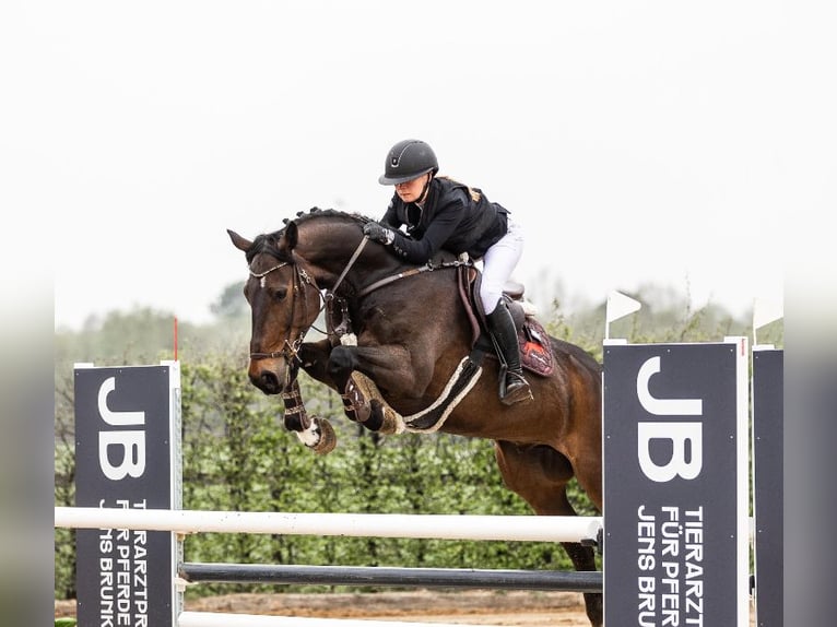 Zangersheider Wallach 8 Jahre 172 cm Dunkelbrauner in Zeven