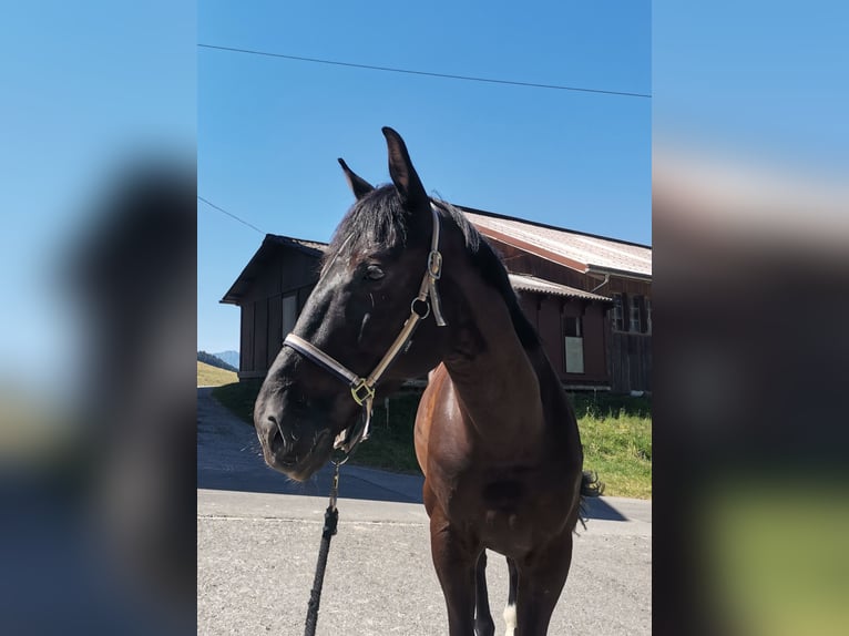 Zangersheider Wallach 8 Jahre 172 cm Schwarzbrauner in Aeschlen b. Oberdiessbach