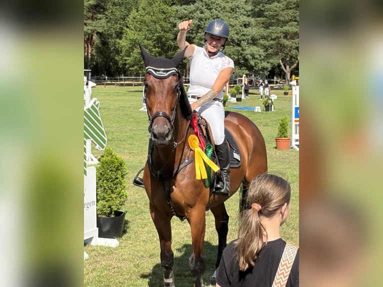 Zangersheider Wallach 8 Jahre 173 cm Brauner in Martfeld