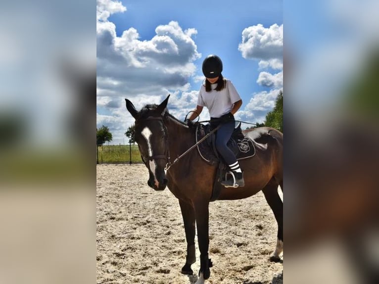 Zangersheider Wallach 8 Jahre 174 cm Dunkelbrauner in Pawłów Górny