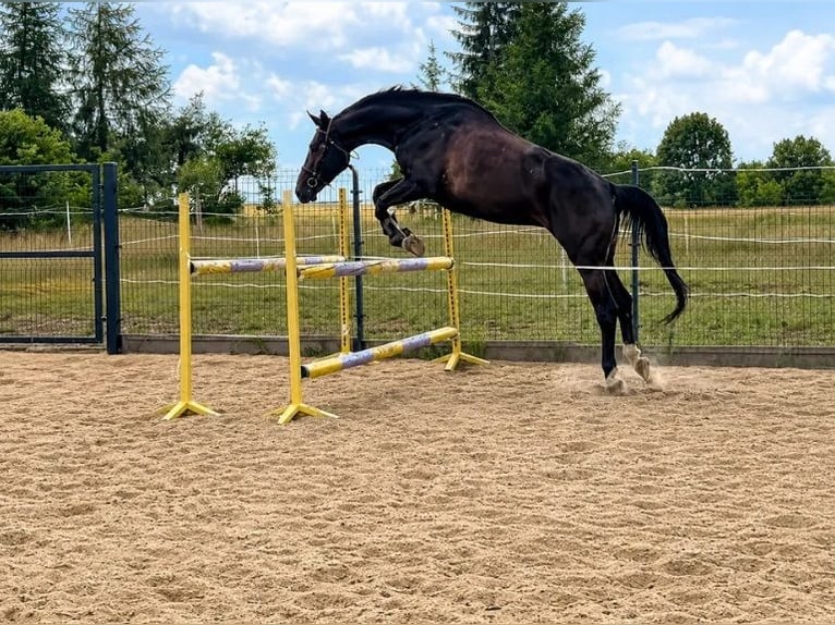 Zangersheider Wallach 8 Jahre 174 cm Dunkelbrauner in Pawłów Górny