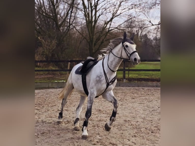 Zangersheider Wallach 8 Jahre 176 cm Apfelschimmel in K&#xF6;ln