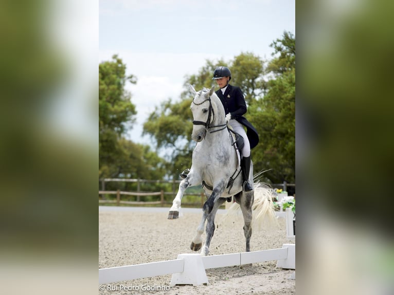 Zangersheider Wallach 8 Jahre 176 cm Schimmel in Savoie