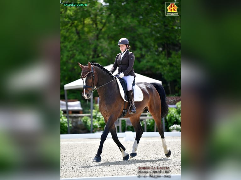 Zangersheider Wallach 8 Jahre 178 cm Brauner in Mansuè