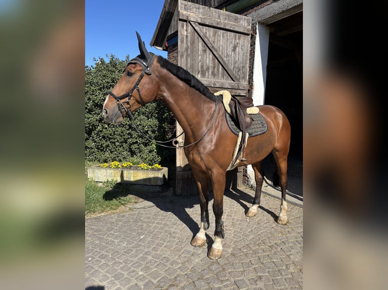 Zangersheider Wallach 8 Jahre 182 cm Brauner in Sundern