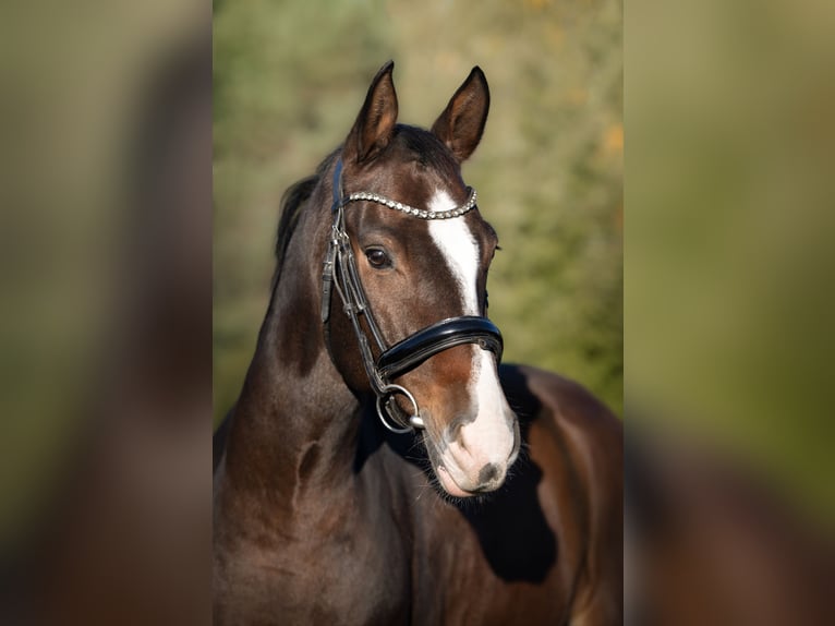 Zangersheider Wallach 9 Jahre 165 cm Dunkelbrauner in Zawieprzyce