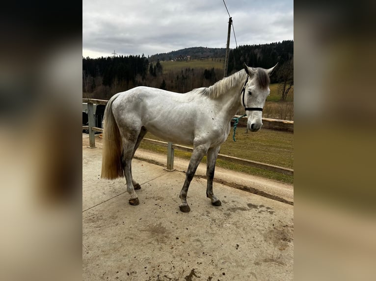 Zangersheider Wallach 9 Jahre 165 cm Schimmel in Wolfsberg