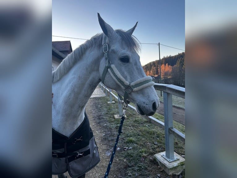 Zangersheider Wallach 9 Jahre 165 cm Schimmel in Wolfsberg