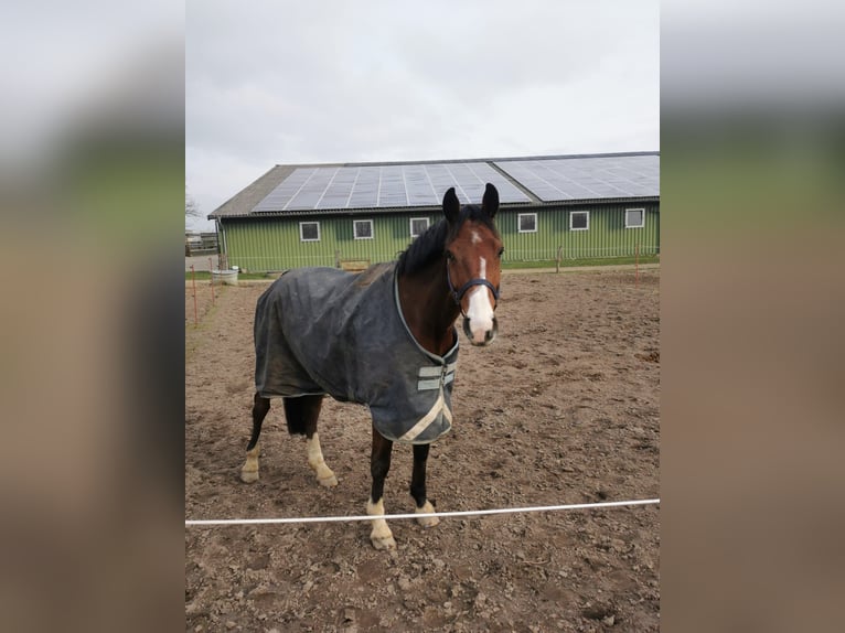 Zangersheider Wallach 9 Jahre 167 cm Brauner in Kiel