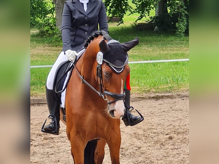 Zangersheider Wallach 9 Jahre 167 cm Brauner in Kiel