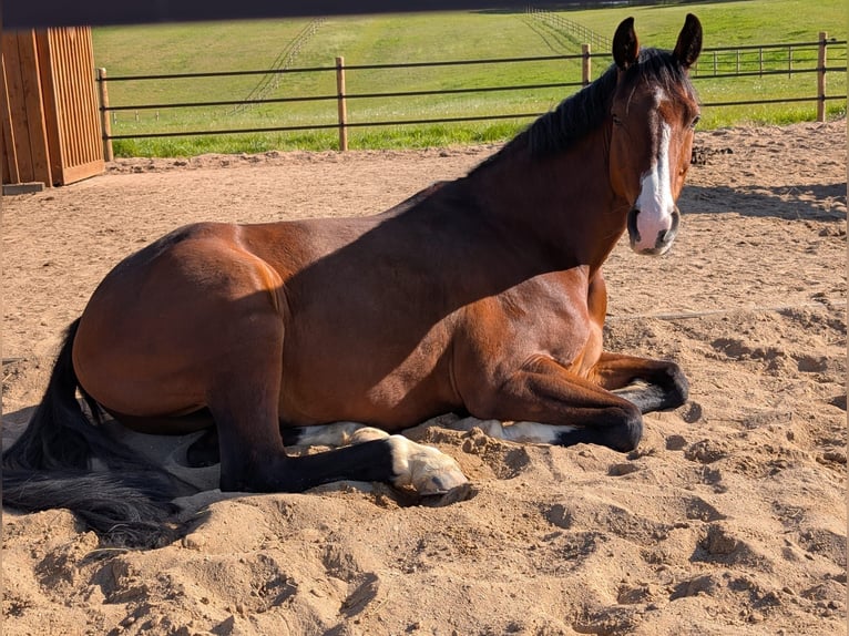 Zangersheider Wallach 9 Jahre 167 cm Brauner in Kiel