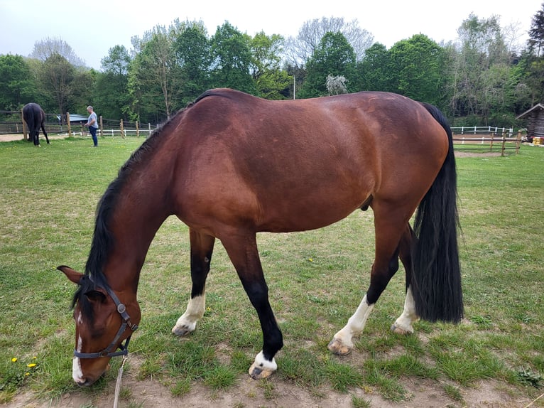 Zangersheider Wallach 9 Jahre 167 cm Brauner in Kiel