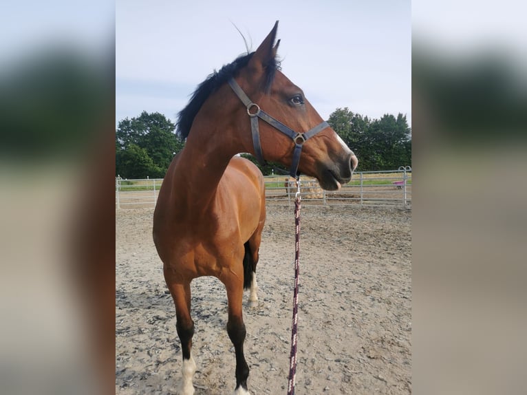 Zangersheider Wallach 9 Jahre 167 cm Brauner in Kiel