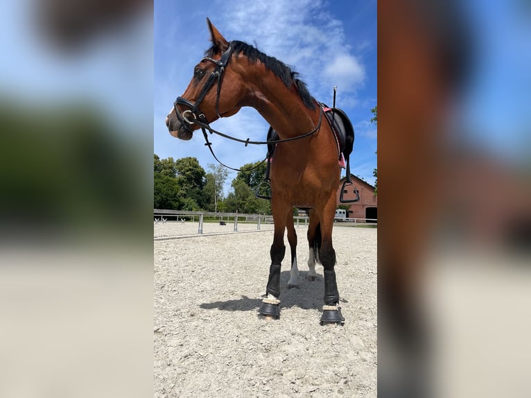 Zangersheider Wallach 9 Jahre 167 cm Brauner in Kiel