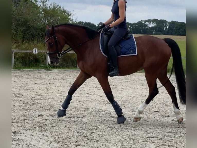 Zangersheider Wallach 9 Jahre 167 cm Brauner in Kiel