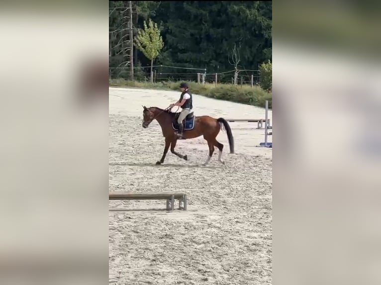 Zangersheider Wallach 9 Jahre 167 cm Brauner in Liege