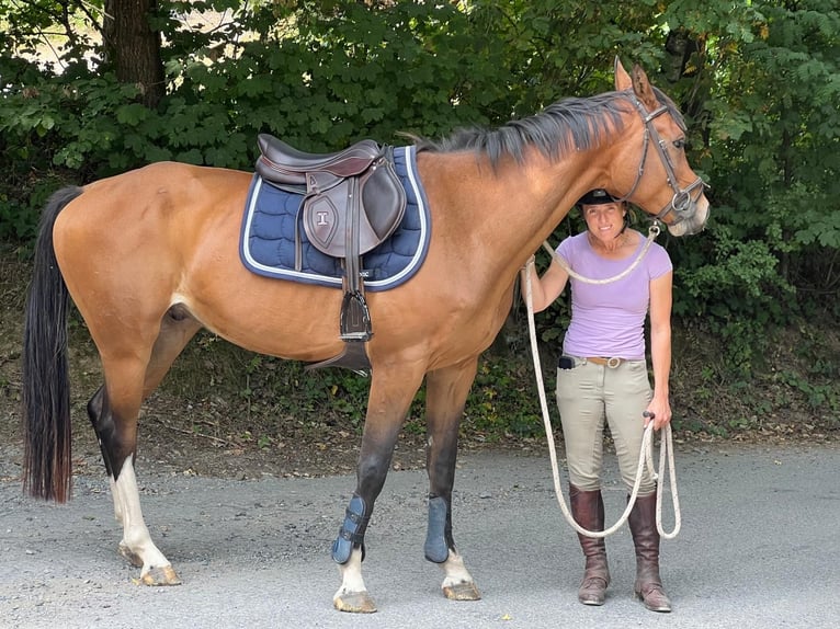 Zangersheider Wallach 9 Jahre 167 cm Brauner in Liege