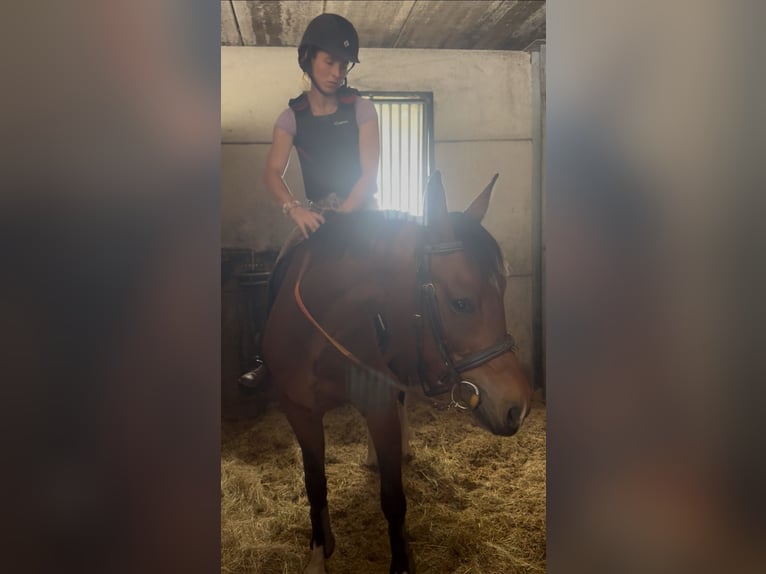 Zangersheider Wallach 9 Jahre 167 cm Brauner in Liege