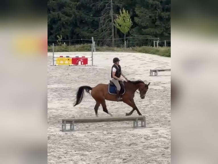 Zangersheider Wallach 9 Jahre 167 cm Brauner in Liege