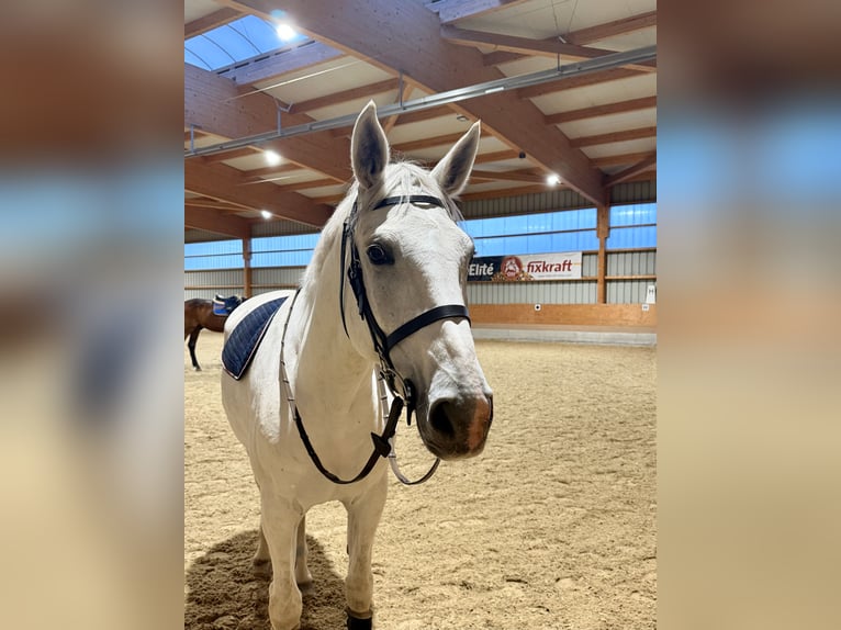 Zangersheider Wallach 9 Jahre 167 cm Schimmel in Stockerau