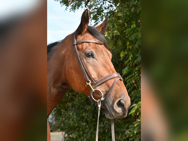 Zangersheider Wallach 9 Jahre 168 cm Brauner in Geilenkirchen