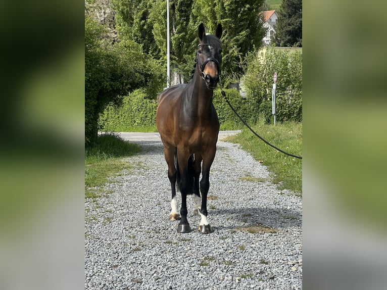 Zangersheider Wallach 9 Jahre 168 cm Dunkelbrauner in Reinach AG
