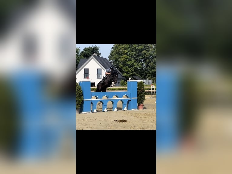 Zangersheider Wallach 9 Jahre 168 cm Dunkelbrauner in Erzhausen