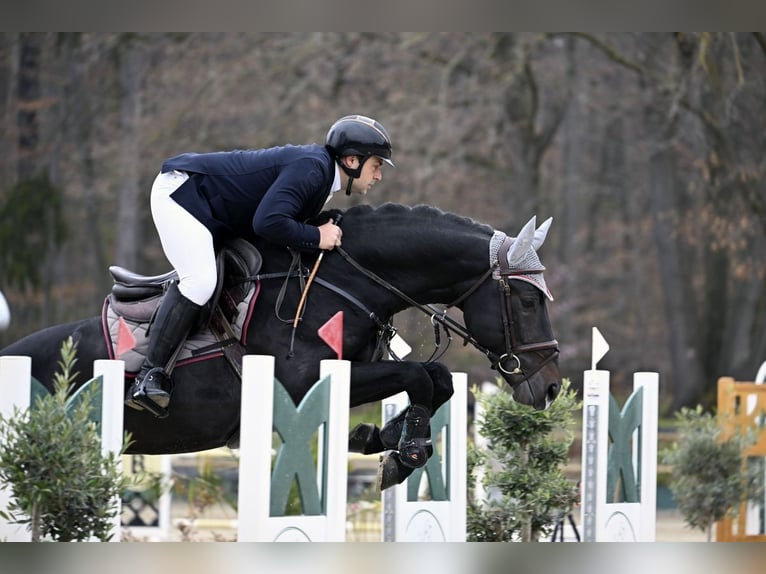 Zangersheider Wallach 9 Jahre 168 cm Dunkelbrauner in Erzhausen