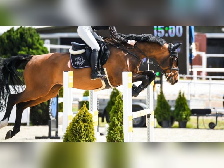 Zangersheider Wallach 9 Jahre 168 cm Rotbrauner in Warshaw